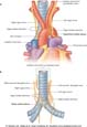 Cardiac Plexus