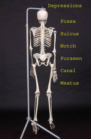 035_skeleton3