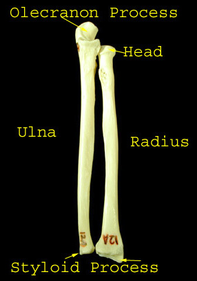 Anatomy Overview
